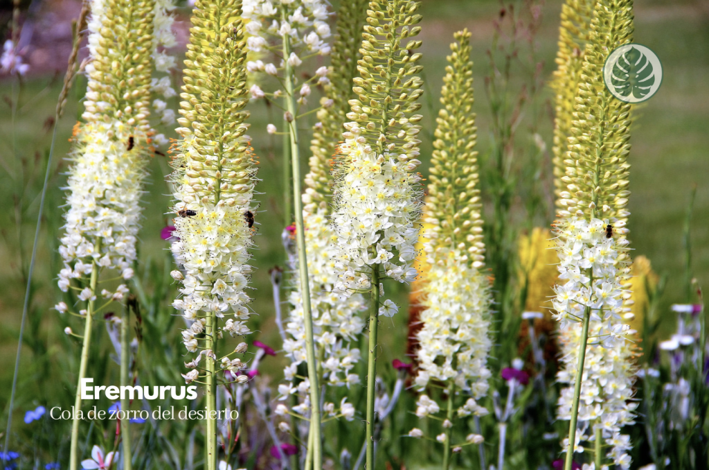 Cola de zorro del desierto