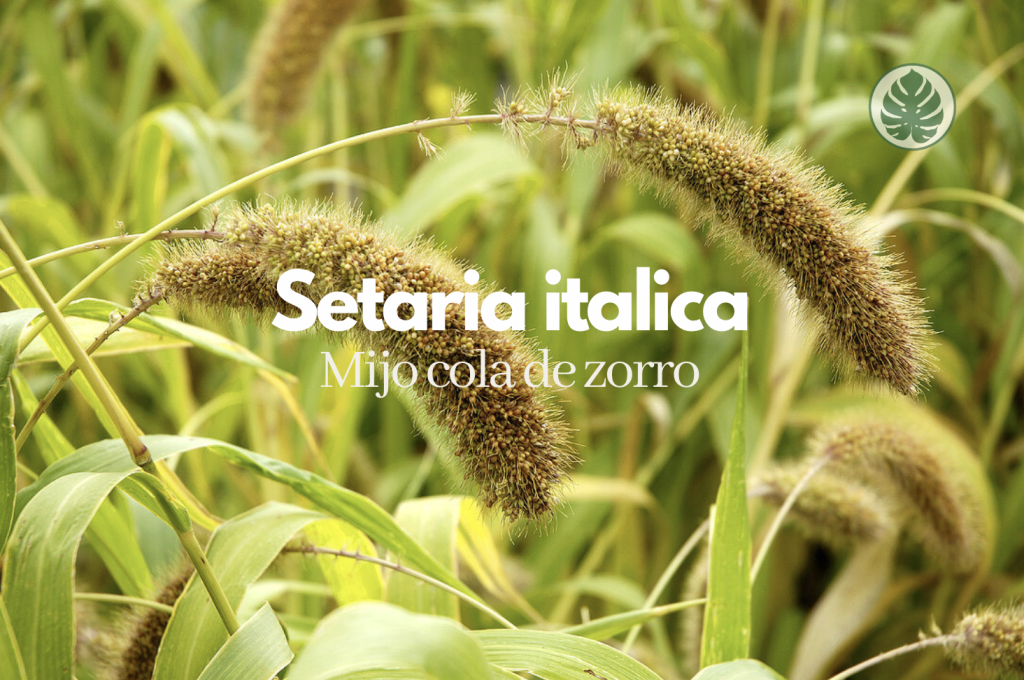 Setaria italica