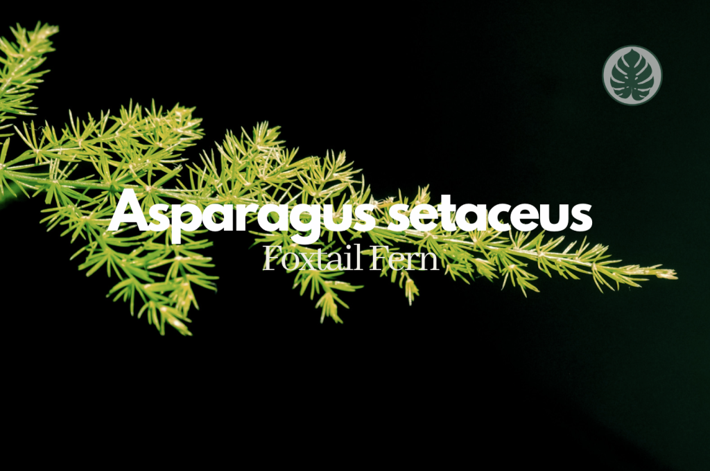 Foxtail Fern