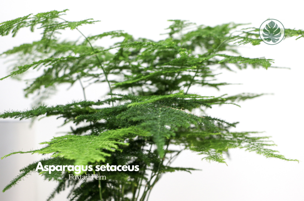 Asparagus setaceus)