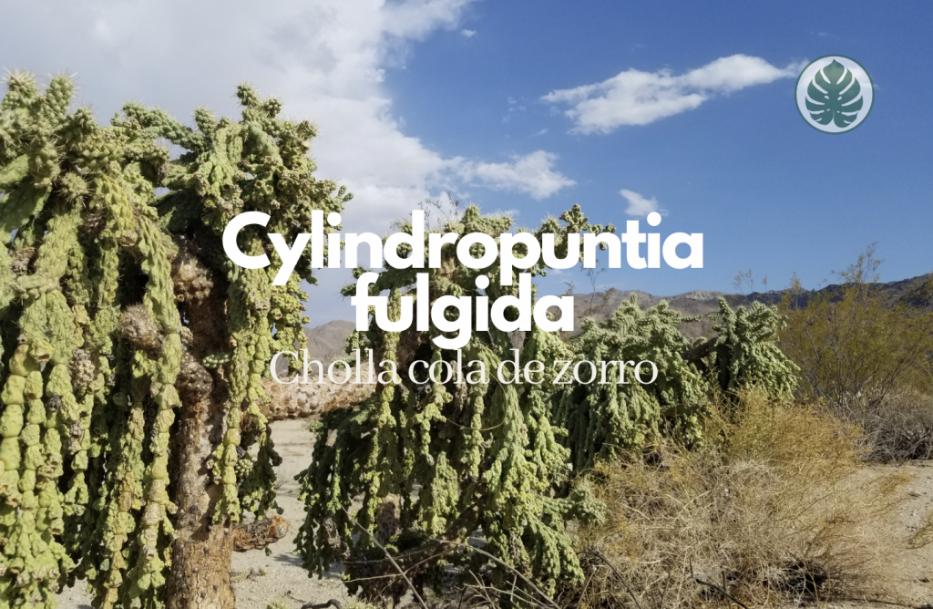 Cylindropuntia fulgida