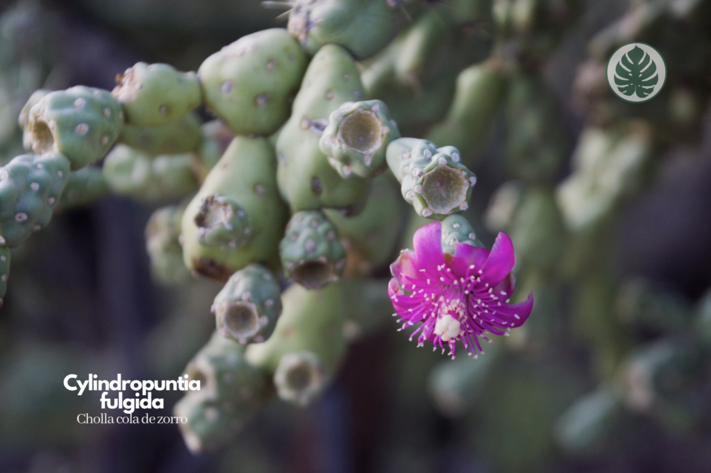 Cholla cola de zorro)