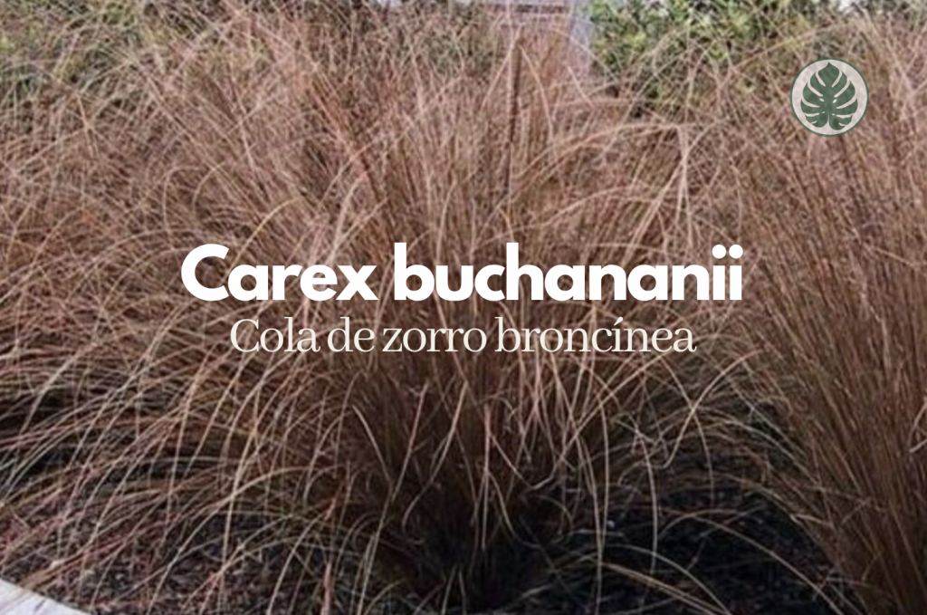 Carex buchananii