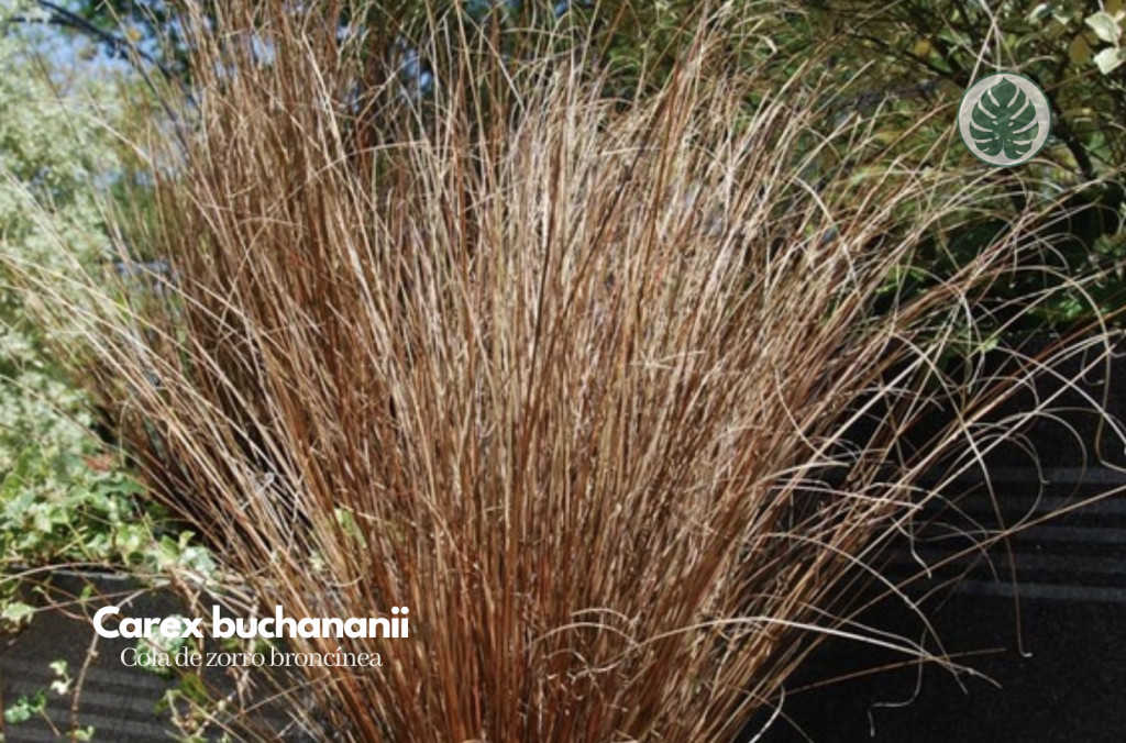 Cola de zorro broncínea