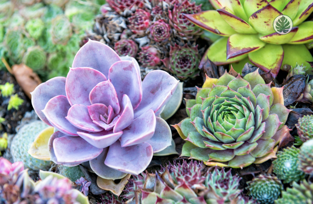 suculentas