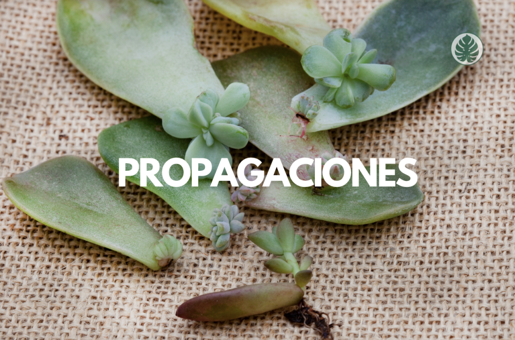 Suculentas propagaciones