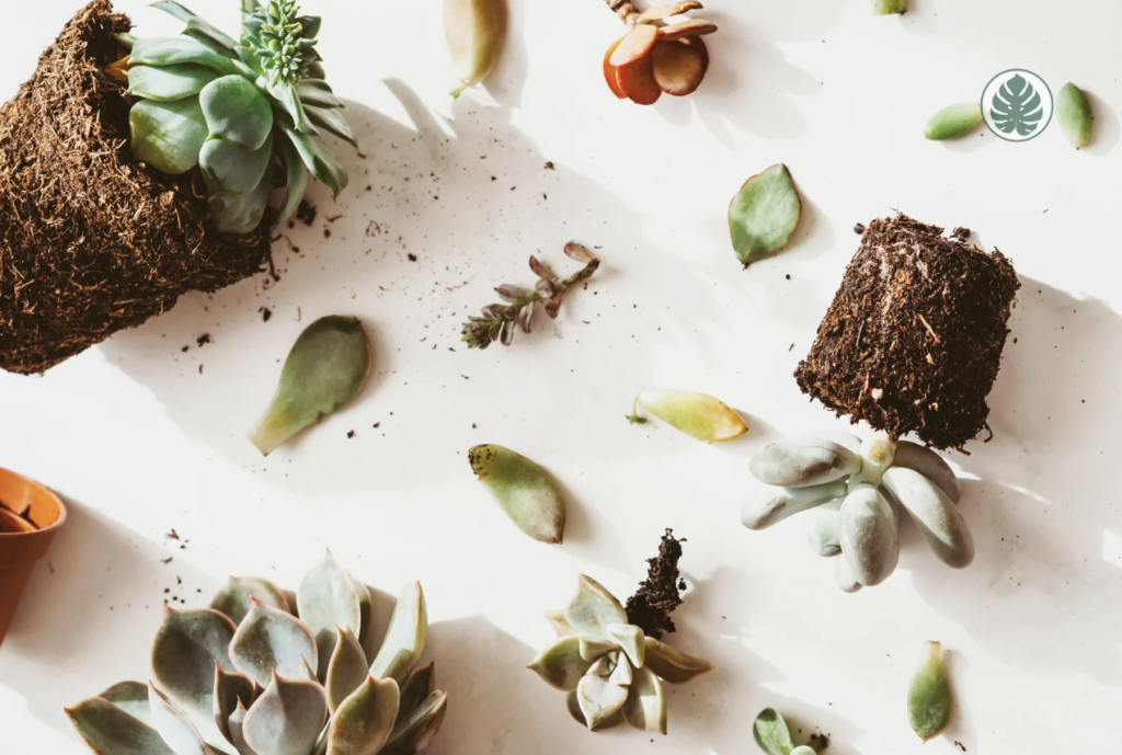 suculentas multiplicació