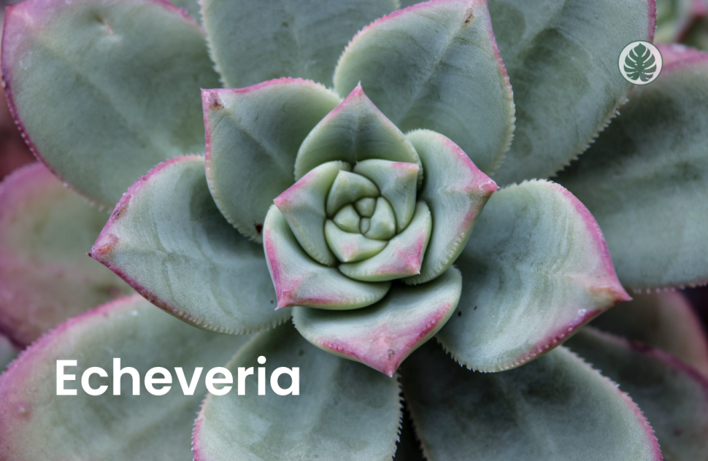 echeveria cuidados - Suculenta