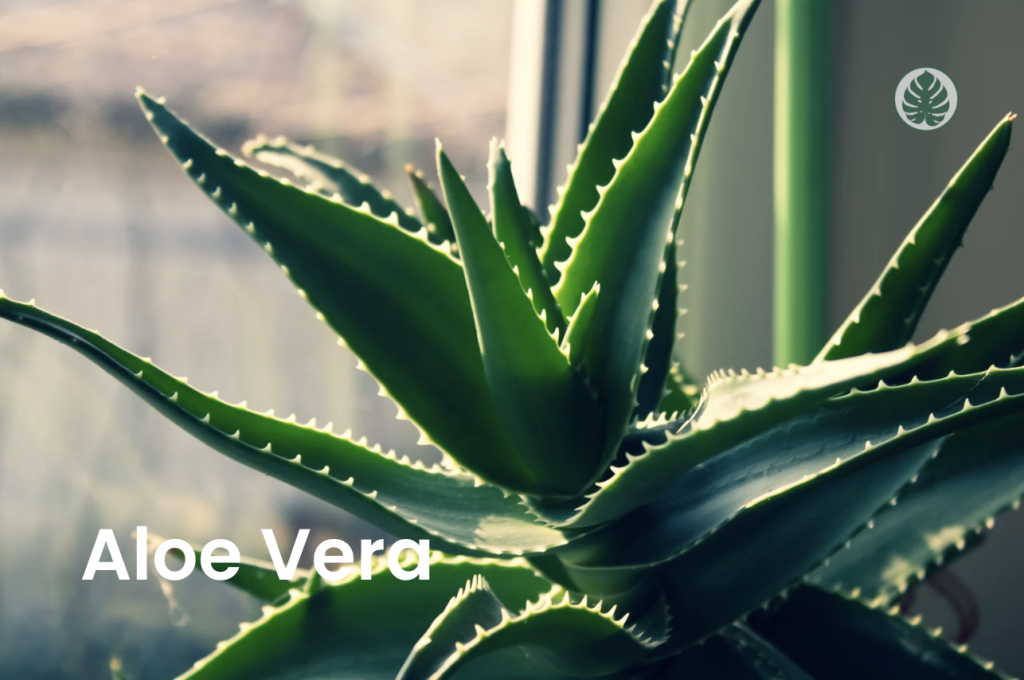 Aloe vera cuidados - Suculenta