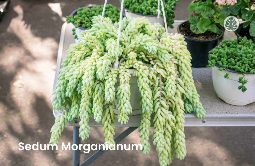 Sedum Morganianum