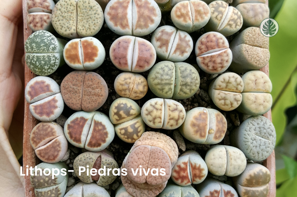 Lithops (Piedras vivas)