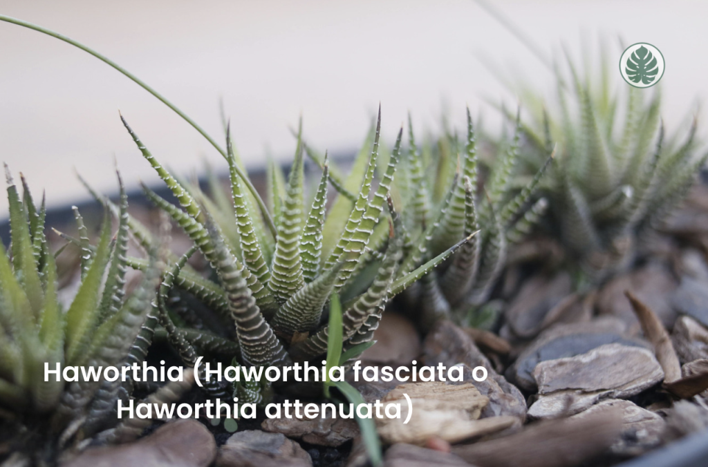 Haworthia (Haworthia fasciata o Haworthia attenuata)(Cebra)
