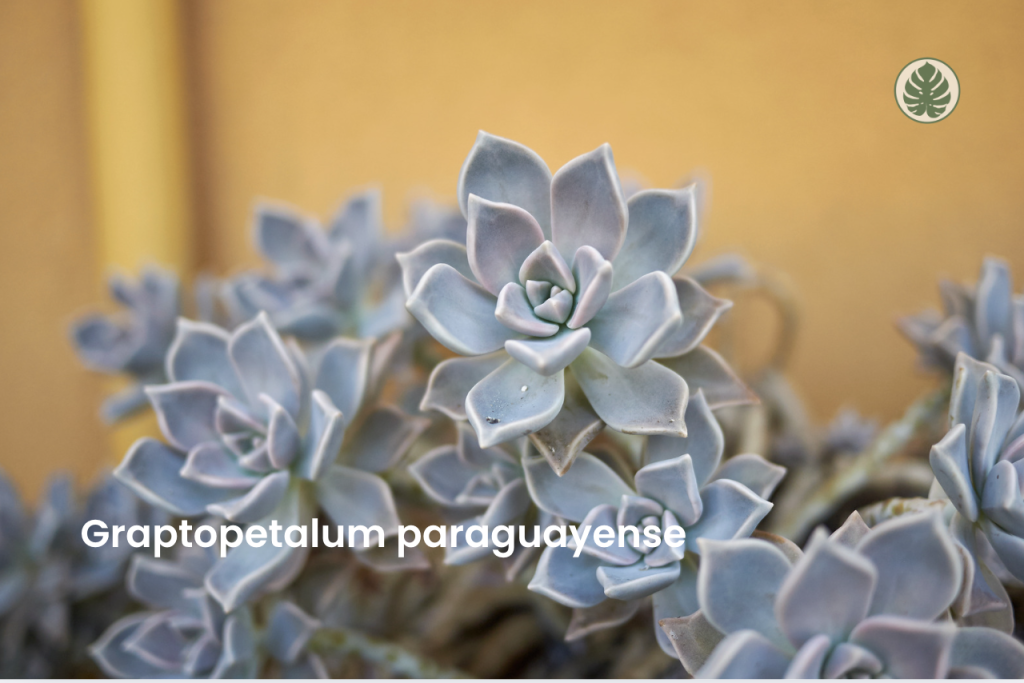 Graptopetalum paraguayense