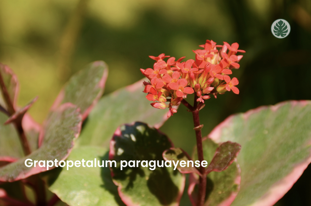 Kalanchoe Blossfeldiana