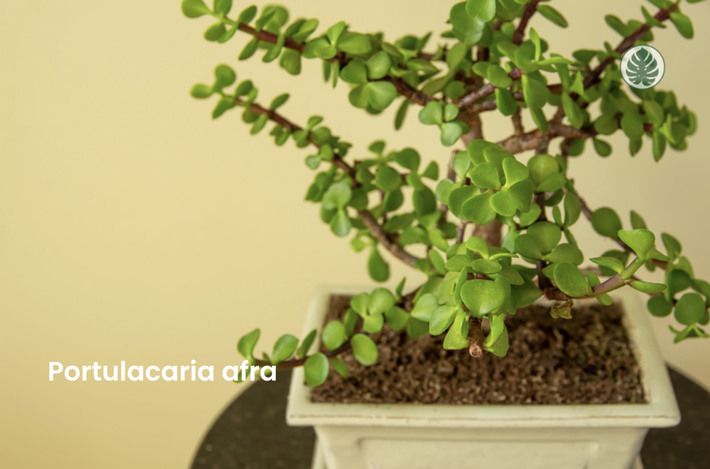Portulacaria afra (Jade enano)