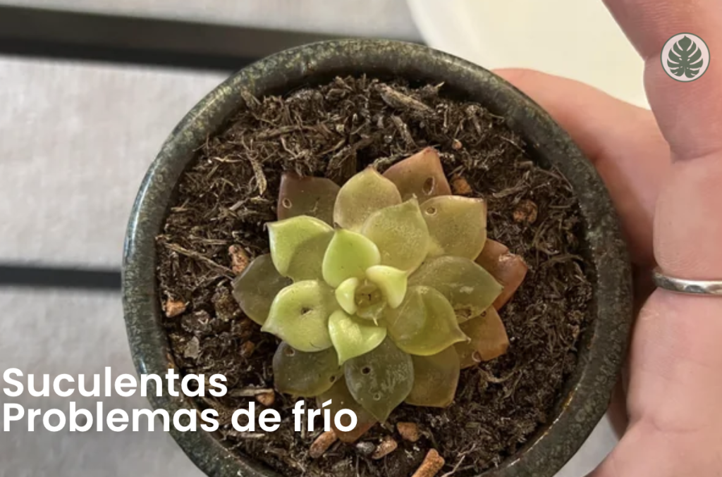 Suculentas - Problemas de frio