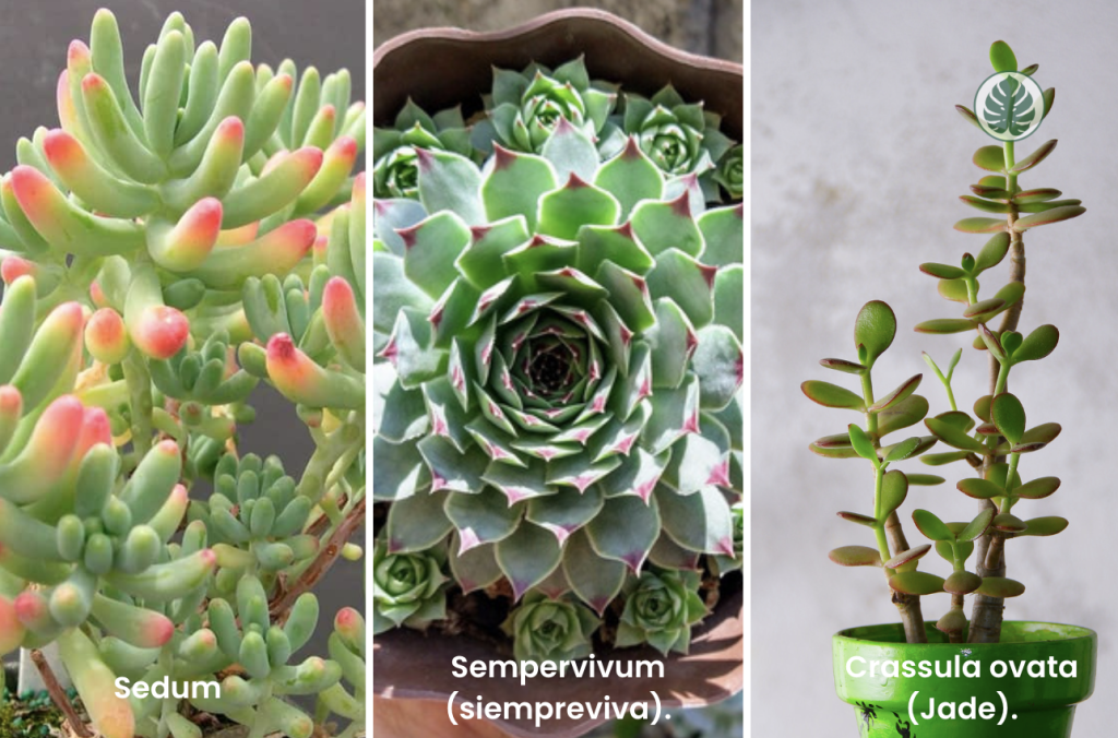 Suculentas de climas fríos