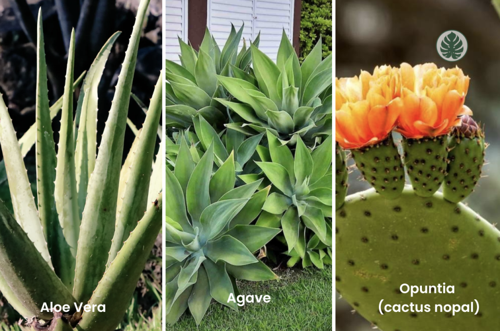 Suculentas de climas calidos