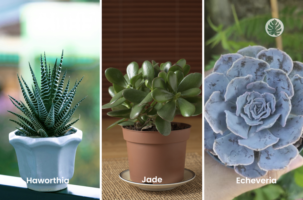 Suculentas para interiores