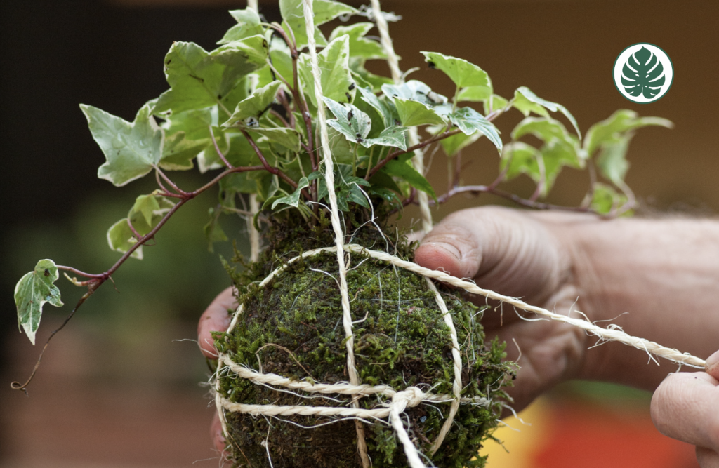 Kokedama paso a paso