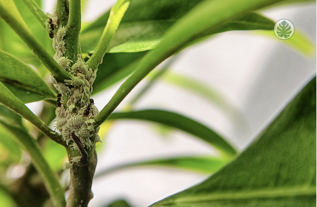 planta con cochinilla