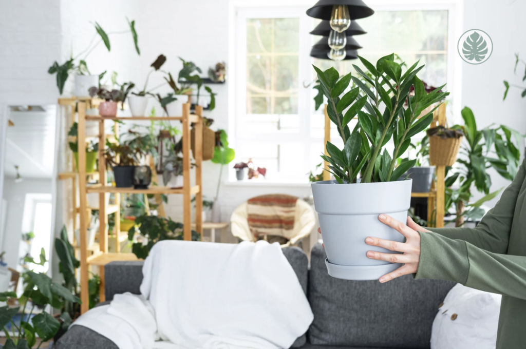 plantas sin problemas de plagas