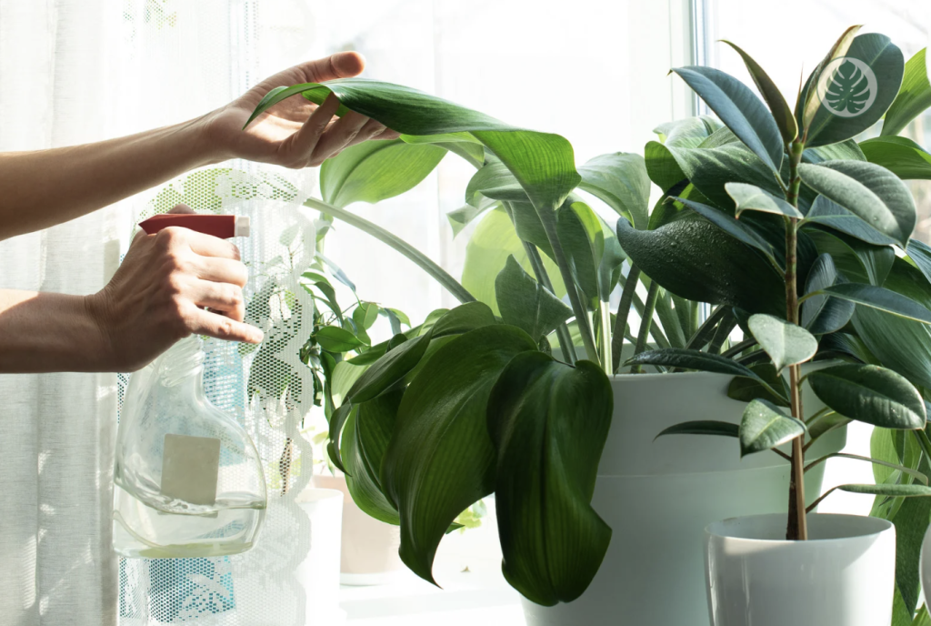 Limpieza de una plaga