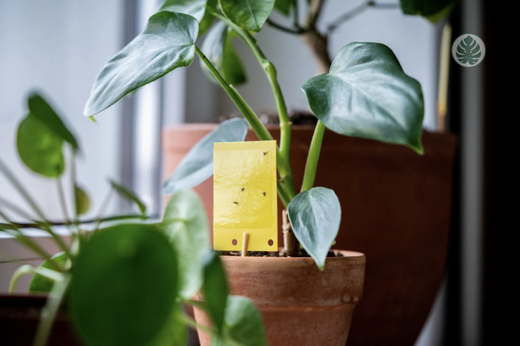 Trampas cromáticas para el tratamiento de plagas.