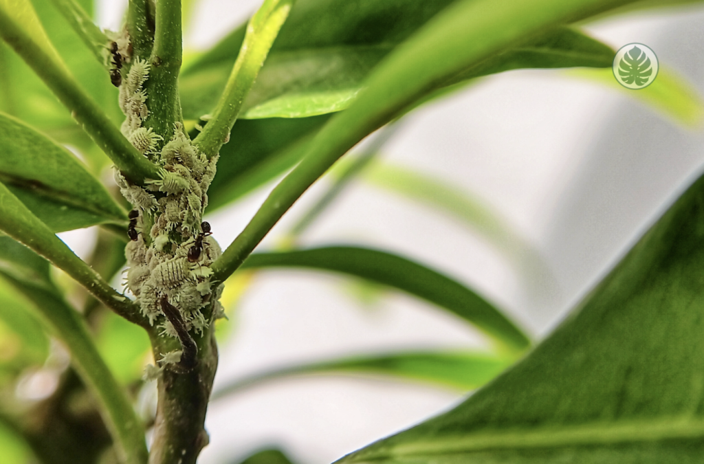 Tratamiento contra plagas - Cochinilla algodnosa