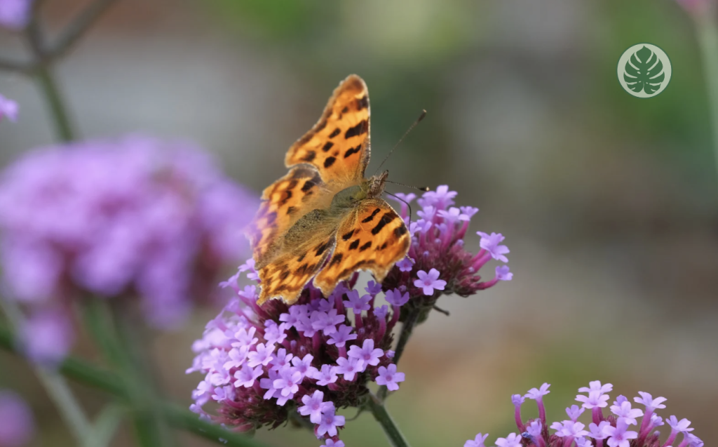 verbena con flores