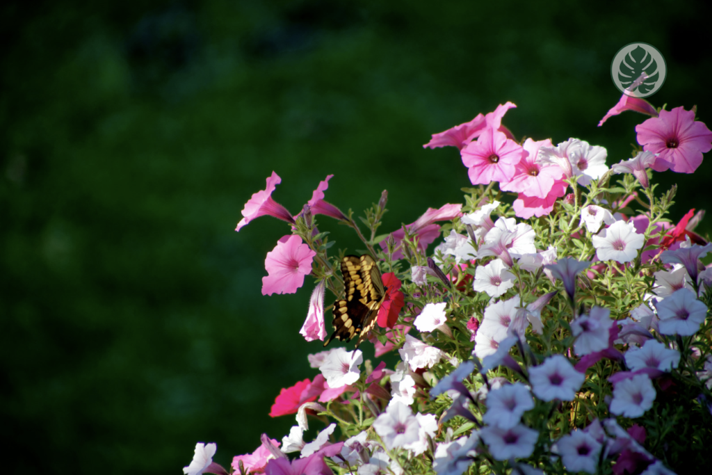 Petunias - Mariposas