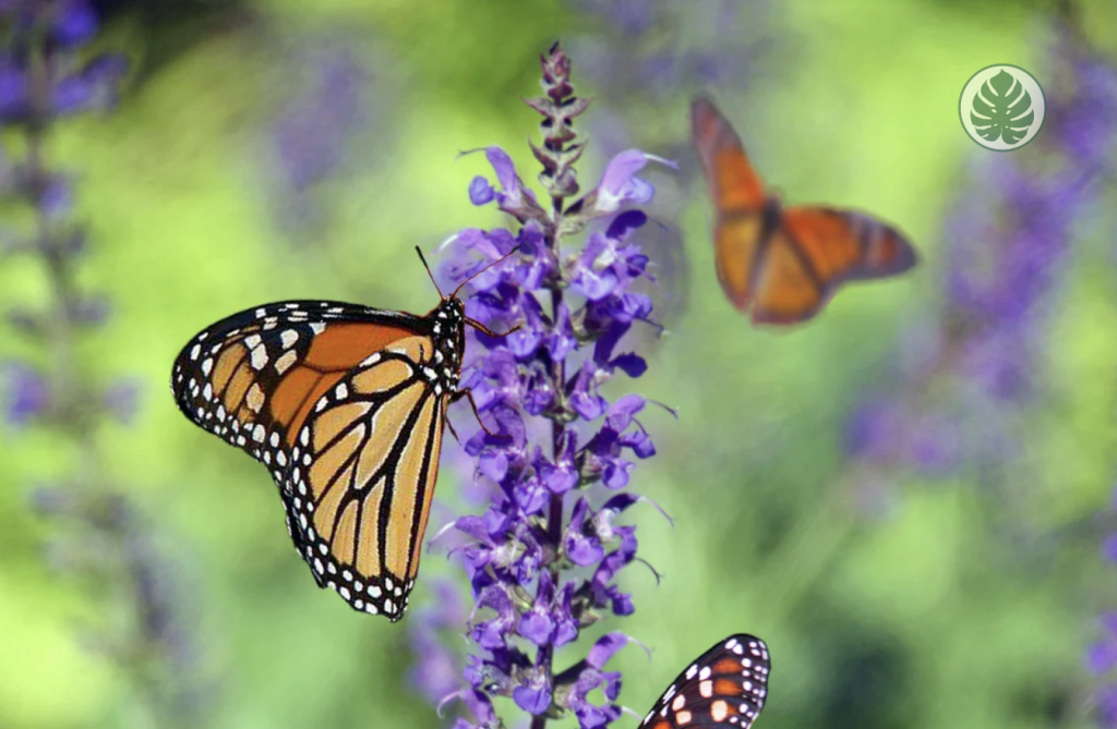 lavanda - Mariposas