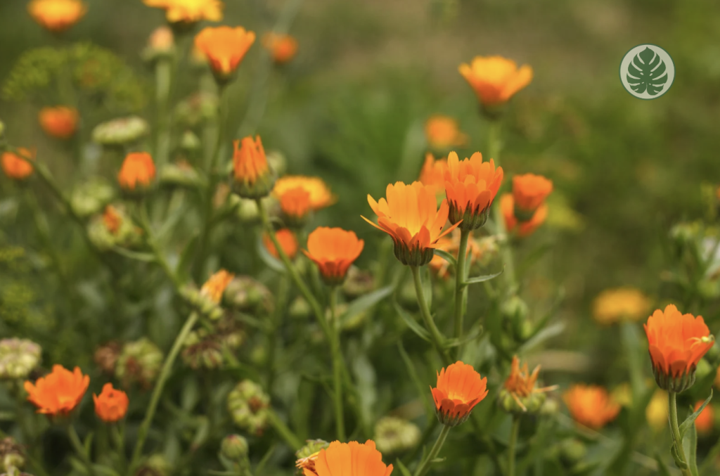 calendula mariposas