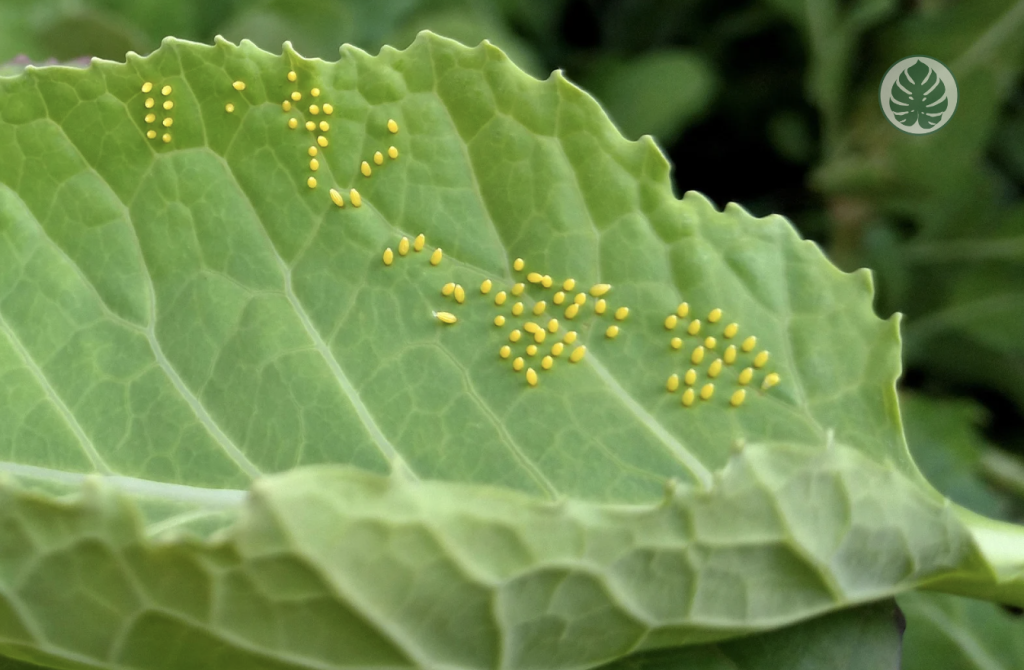 5 plantas de exterior imprescindibles para atraer mariposas