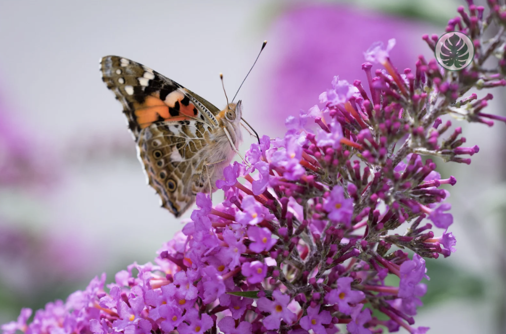 Buddleia (Buddleja davidii) “Planta de las mariposas”
