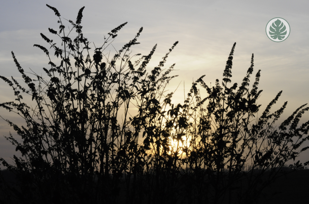 Buddleia (Buddleja davidii) “Planta de las mariposas”