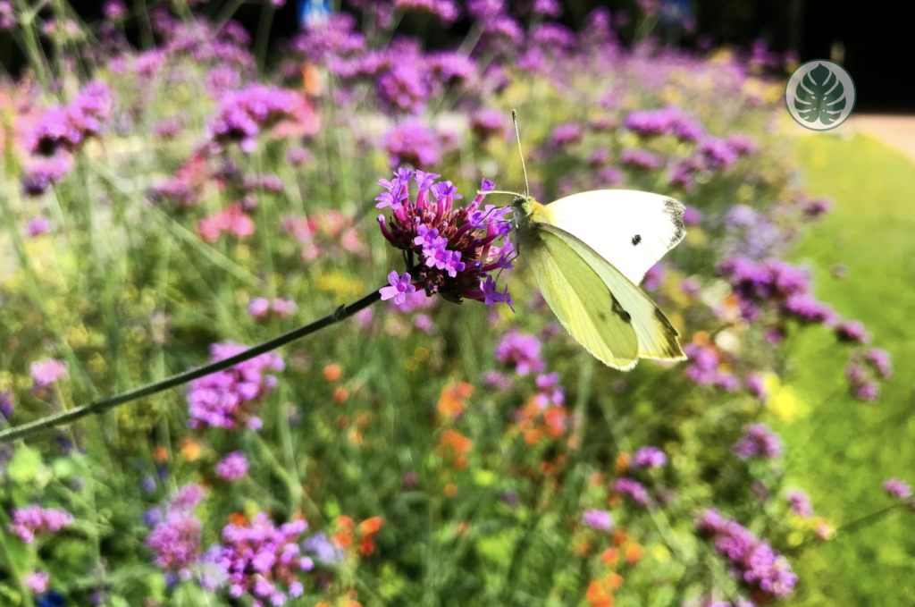 verbena mariposas