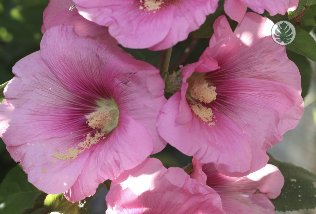 Malva real - MARIPOSAS