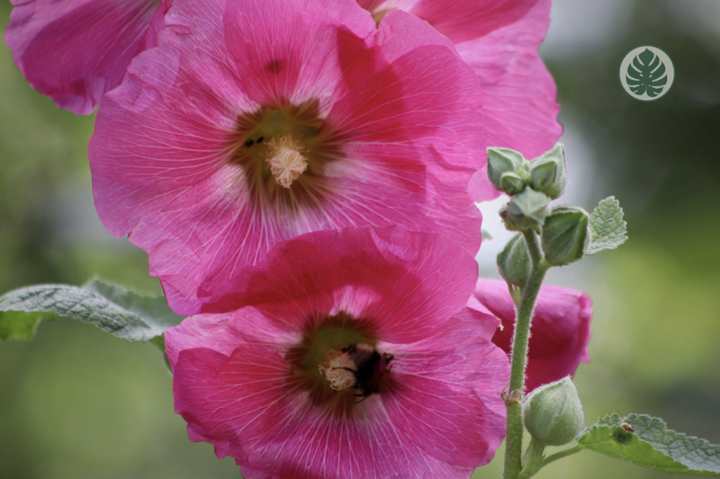 Malva real - MARIPOSAS