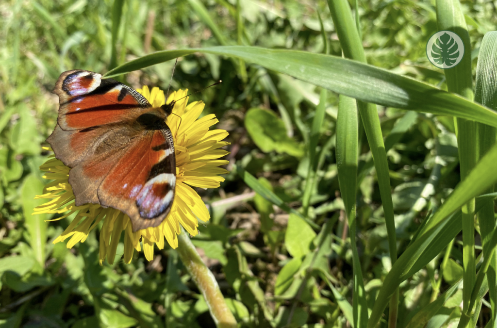 Diente de leon - Mariposa