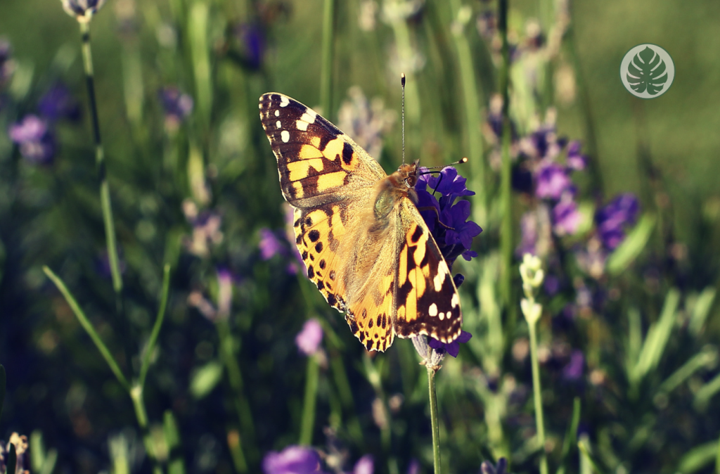 mariposas a tu hogar