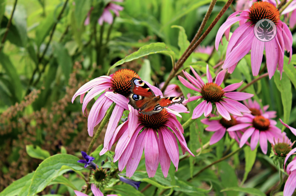 Plantas de mariposas