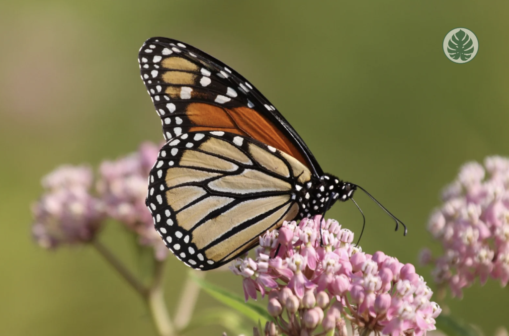 Cuidados - Clepias / Asclepias - Mariposas