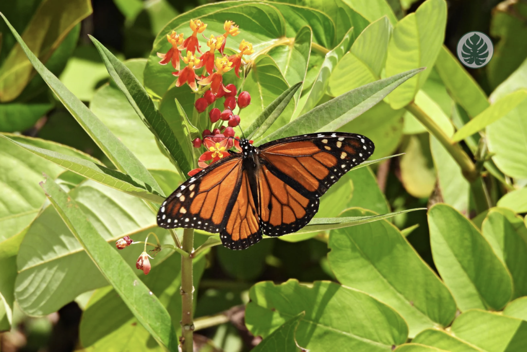 Cuidados - Clepias / Asclepias - Mariposas