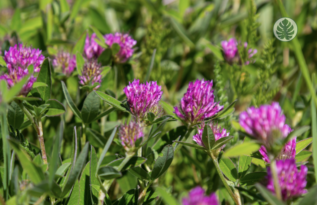 Cuidados - Trébol rojo (Trifolium pratense) - Mariposas