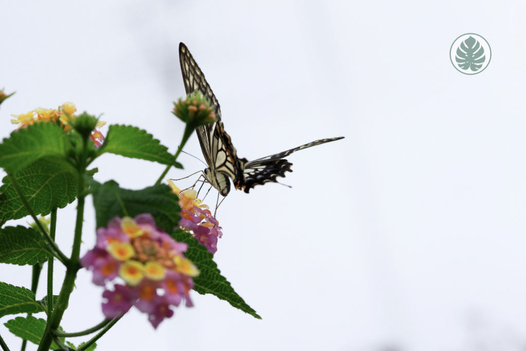Lantana - Mariposas