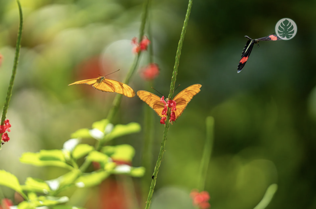 Plantas que Atraen Mariposas: Guía Completa para Balcones, Macetas e Interiores