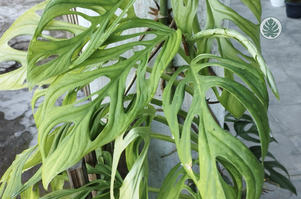 Monstera Adansonii