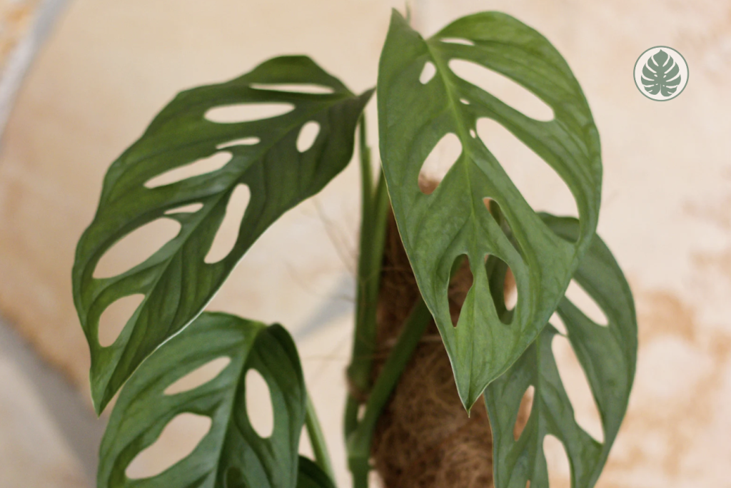 Monstera Adansonii - Guia de cuidados