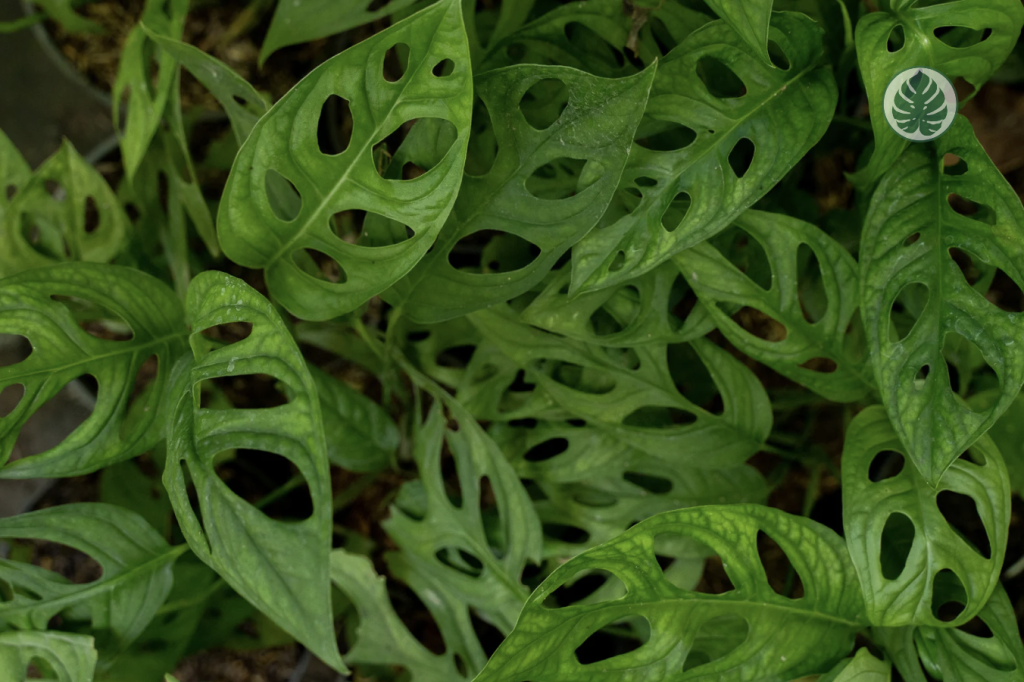 Monstera Adansonii